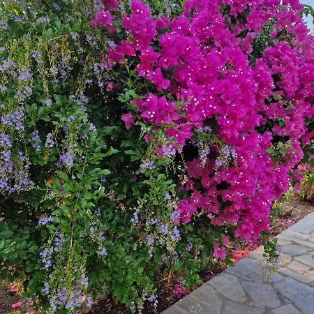 Aniko Appartement Kolymbia