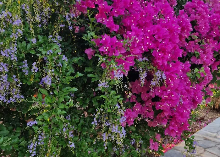 Aniko Apartament Kolymbia