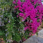 Aniko Apartamento Kolymbia